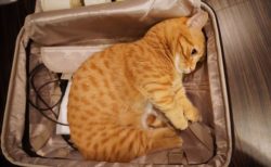 旅行についていきたいイヌ・ネコたち。かばんにすっぽり入ってしまう姿が可愛すぎ！