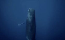 【貴重映像】インド洋で撮影されたクジラが「立ち寝」する様子
