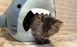 【動画】サメに襲われる危機的状況のなか、睡魔と格闘する子猫ちゃん!!可愛すぎる♡