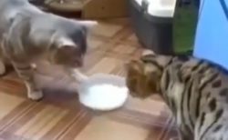 ２匹の猫が１つのミルクを奪い合い・・が、意外な展開に！何度見ても笑ってしまう♡