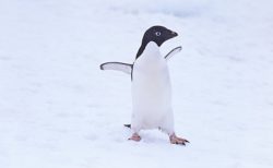 【水族館】とんでもなく ”落ち込んでいる” ペンギンを発見。一体何があったんだ・・・
