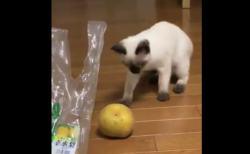 【どうした】何故か「梨」を怖がる猫が面白い。おそるおそる〜って感じ！