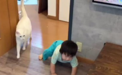 【動画】息子が転んだらすぐかけ寄る猫、なんて優しいんだ