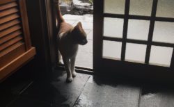 【台風】近所の野良猫が ”雨宿り” をしにきたぞ。玄関が足跡だらけになった！