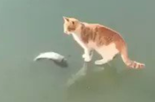 【猫好き必見！】猫が凍った池の中にいる魚を獲ろうとした結果
