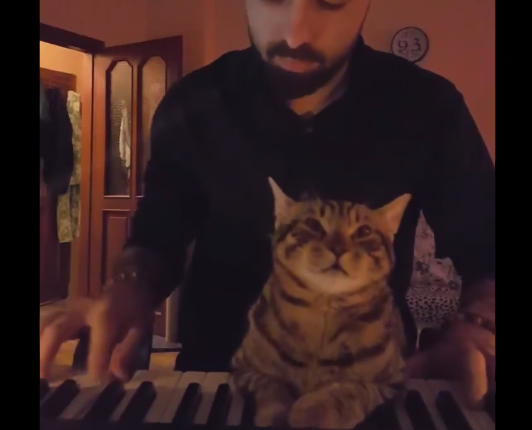 【最高】主人が演奏する ”ピアノ” にうっとりな猫ちゃんが可愛すぎる！
