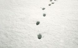 【アート】猫の足跡を見てみるとほとんど直線なんです。もはや芸術的である！