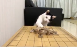 【話題】将棋倒しができる猫が可愛い