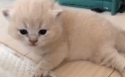 【動画】「ﾆｬｰﾆｬｰ」よちよち歩きの子猫ちゃんが最高に可愛い！