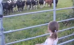 【感動】美少女が演奏をはじめると、大急ぎで集まりじっと聴き入る牛さんたち