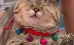【ヘッドスパ】頭皮マッサージ器で完全に ”ノックアウト” してしまう猫ちゃんが可愛い！