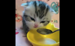 【キュート】チピチピと音を立てながら「ミルク」を飲む子猫ちゃんに癒やされた！