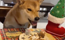 【癒やし】クリスマスケーキを ”ワイルド” に食べる柴犬くんがイケメンすぎる！