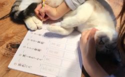 【優しい世界】娘が宿題を嫌だと言わないのは猫達のおかげ