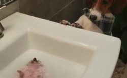 【ご満悦】ゆっくりと「泡風呂」を楽しむハリネズミ君。犬が心配そうにしてるぞ！