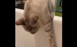 【お風呂】いつもは届く距離にあるはずの「お湯」がなかった場合の猫ちゃん！