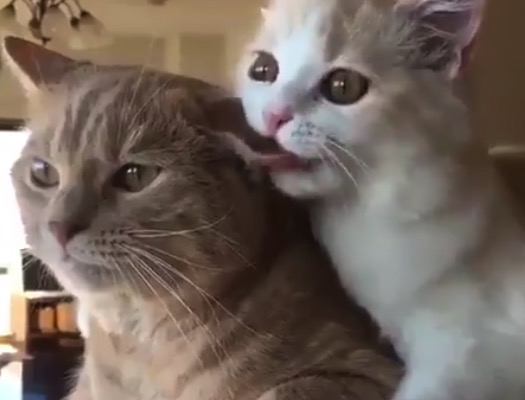 【ハムハム】友達の耳を「甘噛み」する猫ちゃんが可愛すぎる！