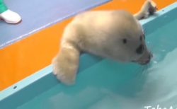 【動画】休園中の水族館、お風呂で水に入る訓練をするアザラシの赤ちゃんが激かわ！