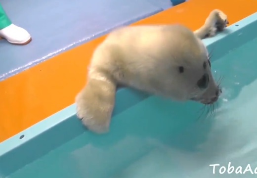 【動画】休園中の水族館、お風呂で水に入る訓練をするアザラシの赤ちゃんが激かわ！