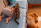 【動画】子供のそばでずっと安全確保している猫が話題