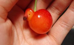 【果物】アヒルにしか見えない珍しい「さくらんぼ」を発見！