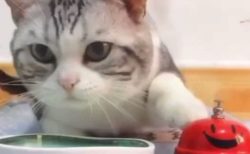 【動画】ベルを鳴らすとごはんが出てくる事を理解した美人猫が話題「押す手もかわいい！」