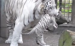 【ぶらーん】お母さんに持ち上げられて無気力状態になっているホワイトタイガーの赤ちゃんが可愛い！