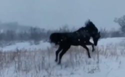 【動画】初めての雪が嬉しくてはしゃぐ馬が話題「犬みたい」「ギャップ萌え」