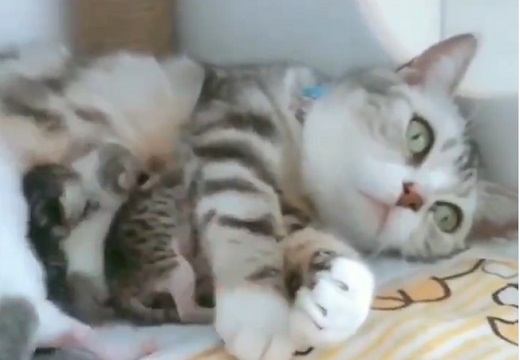 【愛】お母さん猫が子猫を守る動画が話題「母の愛ってすごい」「本能」