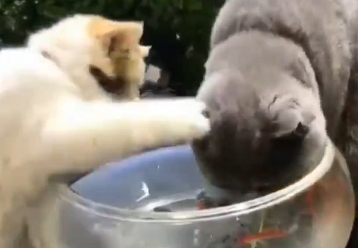 【笑】金魚鉢に顔をつっこみたい猫と阻止する猫、どっちの表情も可愛すぎ！