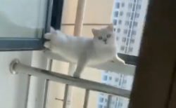 【動画】ドアを開けると変なポーズで固まっていた猫が話題「どういう状況？！」「表情！笑」