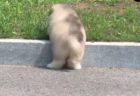 【パニック】猫さんが自分のしっぽの存在に気づいた瞬間の動画が話題