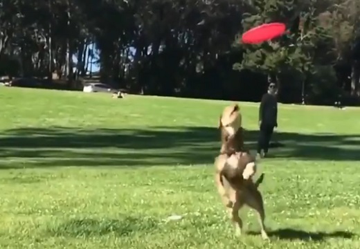 【動画】フリスビーキャッチする犬のジャンプ力にびっくり！カメラ目線ドヤ顔もかっこいい！