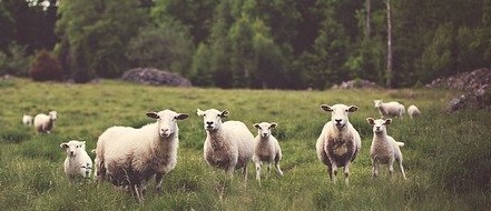 【躍動感】羊がるんるんで走ってくる様子がめちゃ可愛い！何回も見てしまう