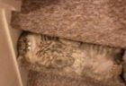 【動画】お気に入りのぬいぐるみを大事にする猫ちゃんが可愛い！