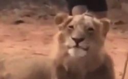 【動画】飼い主をからかってドヤ顔するライオンが話題「すごい笑顔(笑」