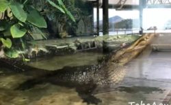 【まるで恐竜映画】大型ワニが鳴いた瞬間の動画が話題。地面が振動し水面まで揺れる！