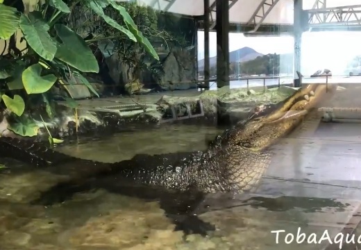 【まるで恐竜映画】大型ワニが鳴いた瞬間の動画が話題。地面が振動し水面まで揺れる！