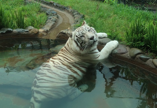 【大きな猫】池でのんびり涼みながらばっちりカメラ目線のホワイトタイガー。可愛さしかない！