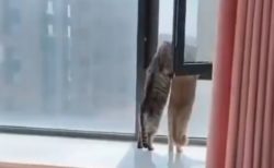【動画】話をしながら仲良く外を眺めている猫2匹がかわいい