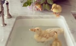 【動画】大理石の洗面台で水遊びする鳥の親子。絵画みたいに美しい