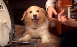 【天才犬】リズム感が優秀すぎる犬が話題「時々ギターを確認してる！」
