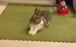【ふぁ‥】ウサギがあくびをするだけの動画が話題「なんてかわいい‥」「可愛い過ぎ!!」
