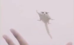 【動画】飼い主の手のひらめがけて飛んでくるモモンガが激かわ！