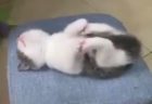 【動画】ヨガのポーズで爆睡中の子猫・・ありえない可愛さ！