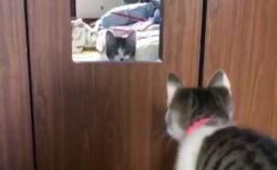 【いたっ！】鏡へ思い切りジャンプしちゃった猫が話題「申しわけないけど爆笑」