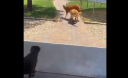 【爆笑】プールが嬉しすぎる犬、他の子を背に乗っけたまま猛ダッシュ！
