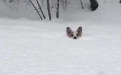 【動画】雪に埋もれながら走ってくるコーギーが可愛いすぎる！