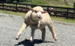 【笑】『二本足で立つマッチョな羊』に見える羊が話題「ドラクエっぽい(笑」