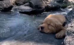 【動画】川で涼む犬、気持ちよさそうな表情が話題